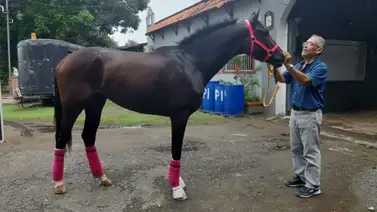 Serie Hípica 2023: Purasangres de Puerto Rico y República Dominicana llegan a Panamá Serie Hípica 2023: Purasangres de Puerto Rico y República Dominicana llegan a Panamá