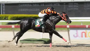 Mira el ajuste de este ejemplar de Gabriel Márquez para su compromiso en el 5y6 dominical Mira el ajuste de este ejemplar de Gabriel Márquez para su compromiso en el 5y6 dominical