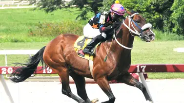 Strength Mask lo vuelve a hacer y gana al galope el Clásico de la Chinita para machos Strength Mask lo vuelve a hacer y gana al galope el Clásico de la Chinita para machos