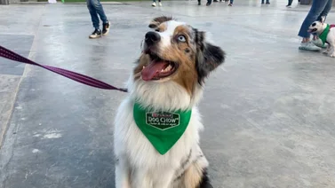 LVBP: Así se vivió la jornada "Pet Friendly" en el Estadio Monumental de La Rinconada (+Video)
