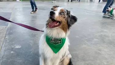 LVBP: Así se vivió la jornada "Pet Friendly" en el Estadio Monumental de La Rinconada (+Video) LVBP: Así se vivió la jornada "Pet Friendly" en el Estadio Monumental de La Rinconada (+Video)