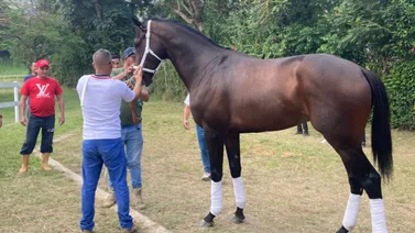 Serie Hípica 2023: Purasangres venezolanos van rumbo hacia Panamá 