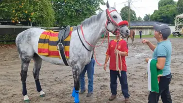 Serie Hípica 2023: Estos purasangres galopan el lunes en la pista del Presidente Remón Serie Hípica 2023: Estos purasangres galopan el lunes en la pista del Presidente Remón