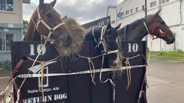 Serie Hípica 2023: Así llegan los ejemplares de Venezuela a Panamá (+video) Serie Hípica 2023: Así llegan los ejemplares de Venezuela a Panamá (+video)