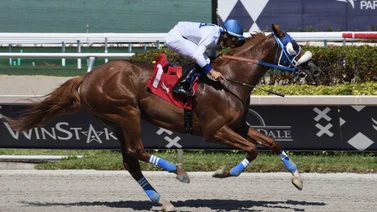 El potro Il Miracolo enfrentará a los caballos mayores en este stakes de Estados Unidos
