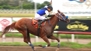 Serie Hípica 2023: Caballo panameño echa candela en su ejercicio previo a la Copa Velocidad