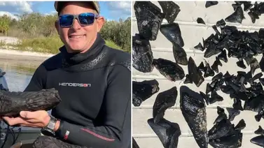 Un hombre descubrió un fósil de un animal extinto en un río de Florida Un hombre descubrió un fósil de un animal extinto en un río de Florida