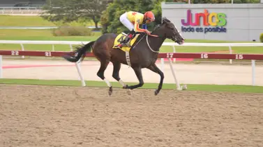 Ganadora clásica y campeona del Caribe será retirada de las pistas Ganadora clásica y campeona del Caribe será retirada de las pistas