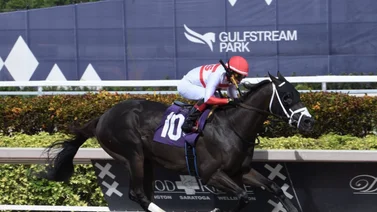 Emisael Jaramillo rompe la taquilla con este ejemplar en Gulfstream Park