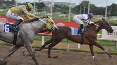 Serie Hípica 2023: Así queda los ejercicios de los ejemplares panameños en el óvalo del Presidente Remón Serie Hípica 2023: Así queda los ejercicios de los ejemplares panameños en el óvalo del Presidente Remón