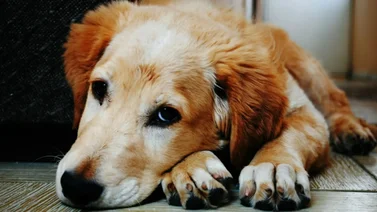 ¿Qué debo hacer? Alerta en Estados Unidos por extraña enfermedad para perros