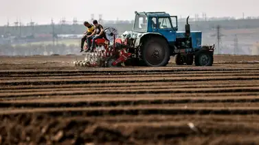 ¿En riesgo la comida en Italia y Turquía? Rusia prohíbe la exportación de este cereal por seis meses ¿En riesgo la comida en Italia y Turquía? Rusia prohíbe la exportación de este cereal por seis meses