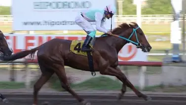 Serie Hípica 2023: Amanece muerto uno de los participantes del Clásico Internacional del Caribe Serie Hípica 2023: Amanece muerto uno de los participantes del Clásico Internacional del Caribe