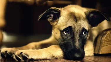 Una misteriosa enfermedad respiratoria afecta a los perros en EE.UU. 