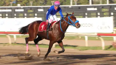 Serie Hípica 2023: Este es el caballo que sustituye en el Clásico del Caribe al ejemplar que murió Serie Hípica 2023: Este es el caballo que sustituye en el Clásico del Caribe al ejemplar que murió