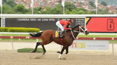 Este purasangre regresa a la pista de La Rinconada luego de 321 días sin correr Este purasangre regresa a la pista de La Rinconada luego de 321 días sin correr