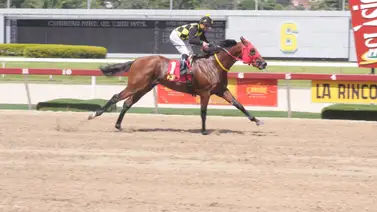 Ping Pong vuelve al óvalo de La Rinconada tras 34 días sin correr Ping Pong vuelve al óvalo de La Rinconada tras 34 días sin correr