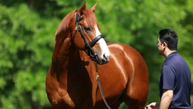 Mira los increíbles números del triplecoronado Justify como semental este año en Estados Unidos