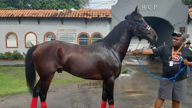 Serie Hípica 2023: Así ejercita el representante de República Dominicana para el Clásico del Caribe