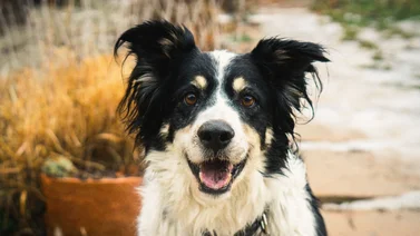 Estudio científico reveló cuál es la raza de perros menos inteligente
