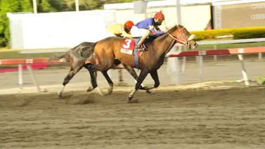 Debuta yegua que es hija de un semental que dio un ganador del Simón Bolívar Debuta yegua que es hija de un semental que dio un ganador del Simón Bolívar