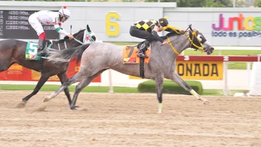 Reaparece ejemplar en La Rinconada descendiente de Tapit que tiene 139 días sin correr 