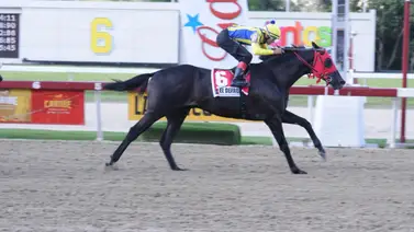 Serie Hípica 2023: Así entrenaron hoy los purasangres venezolanos en el hipódromo panameño Serie Hípica 2023: Así entrenaron hoy los purasangres venezolanos en el hipódromo panameño