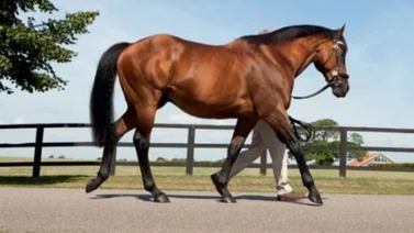 Esos son los sementales que más hijos ganadores han dado en la Breeders’ Cup