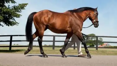 Esos son los sementales que más hijos ganadores han dado en la Breeders’ Cup Esos son los sementales que más hijos ganadores han dado en la Breeders’ Cup