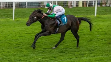 Ejemplar británico sorprende al caballo más rápido del mundo en la Breeders' Cup Turf Sprint Ejemplar británico sorprende al caballo más rápido del mundo en la Breeders' Cup Turf Sprint