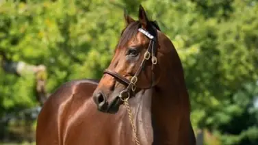 Conoce el nuevo precio del salto de este semental ganador del Kentucky Derby Conoce el nuevo precio del salto de este semental ganador del Kentucky Derby