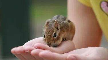 Cuidados básicos para tener una ardilla como mascota 