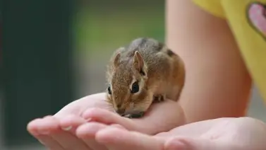 Cuidados básicos para tener una ardilla como mascota Cuidados básicos para tener una ardilla como mascota