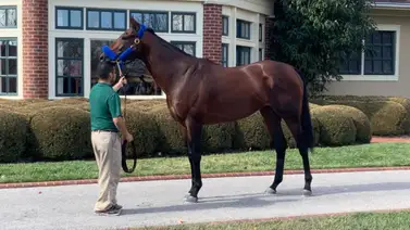 Mira el precio al que se subastó el primer hijo de Flightline que se vende en Estados Unidos Mira el precio al que se subastó el primer hijo de Flightline que se vende en Estados Unidos