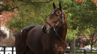 Ganadora de la Breeders’ Cup 2024 es subastada por $4.300.000 Ganadora de la Breeders’ Cup 2024 es subastada por $4.300.000