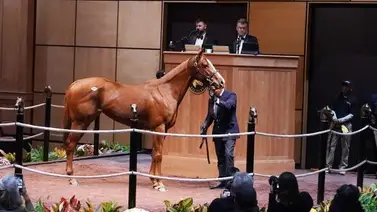 Hija de Justify y propiedad de Tony Parker fue vendida por $5.100.000 Hija de Justify y propiedad de Tony Parker fue vendida por $5.100.000