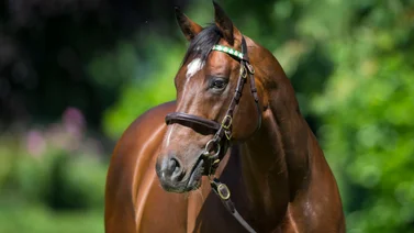 Hijo del mejor semental del mundo busca esta semana su primer stakes de Grado en Estados Unidos