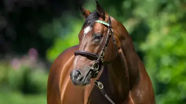 Hijo del mejor semental del mundo busca esta semana su primer stakes de Grado en Estados Unidos Hijo del mejor semental del mundo busca esta semana su primer stakes de Grado en Estados Unidos