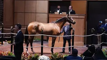 Se vendieron 25 caballos por $1 millón de dólares o más en la Noche de Estrellas Se vendieron 25 caballos por $1 millón de dólares o más en la Noche de Estrellas