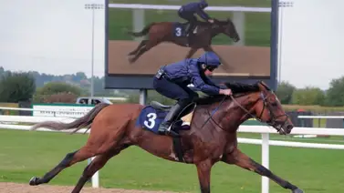 Conoce el salto de City of Troy en su primer año como semental en el 2025 Conoce el salto de City of Troy en su primer año como semental en el 2025