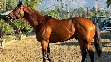Dos ganadores clásicos más abandonan la vida pistera y se van a la cría Dos ganadores clásicos más abandonan la vida pistera y se van a la cría