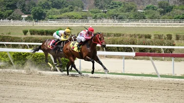 Así como ajustó este caballo puede sorprender a uno de los fijos de la reunión 43