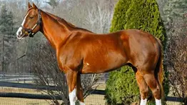 Irad Ortiz busca la primera victoria de este hijo de Practical Joke que costo $500.000 como yearling