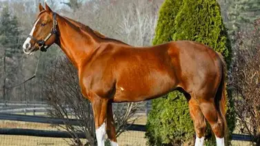 Irad Ortiz busca la primera victoria de este hijo de Practical Joke que costo $500.000 como yearling Irad Ortiz busca la primera victoria de este hijo de Practical Joke que costo $500.000 como yearling