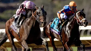 Conozca la hazaña que lograrán Sierra Leone o Fierceness en el siglo XXI de ganar el Caballo del Año Conozca la hazaña que lograrán Sierra Leone o Fierceness en el siglo XXI de ganar el Caballo del Año