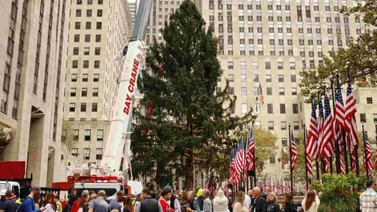 Llega a Nueva York el esperado árbol del Rockefeller Center