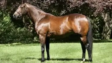 Conoce dónde y quién entrenó al papá de Techno Music como purasangre de carreras Conoce dónde y quién entrenó al papá de Techno Music como purasangre de carreras