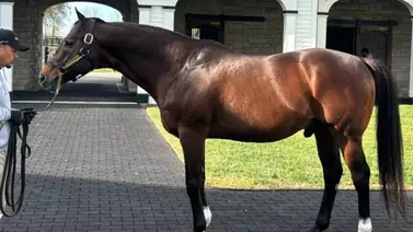 Conozca los sementales con más triunfos de sus hijos en stakes de Grado en 2024 Conozca los sementales con más triunfos de sus hijos en stakes de Grado en 2024