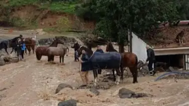 Nuevas lluvias por DANA ponen en peligro a caballos en España Nuevas lluvias por DANA ponen en peligro a caballos en España