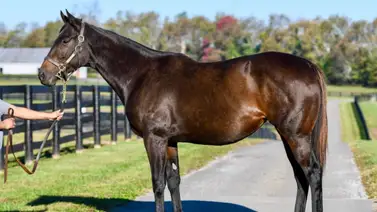 Haras Los Caracaros anuncian la llegada de estas dos yeguas madres Haras Los Caracaros anuncian la llegada de estas dos yeguas madres